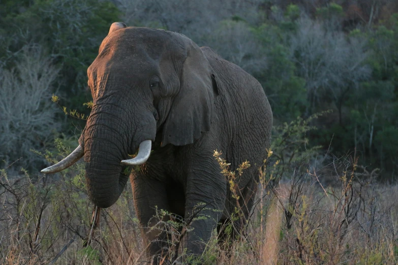 a elephant in the middle of tall grass