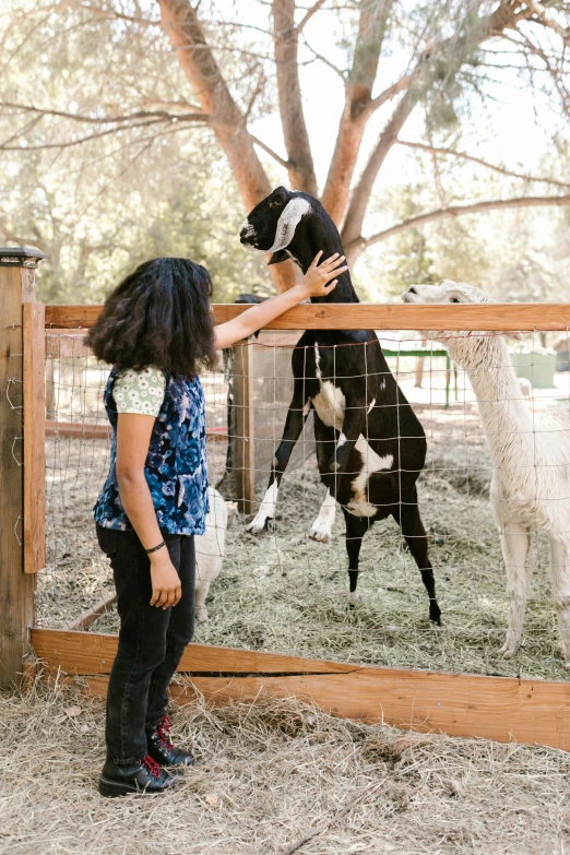 a woman petting a cow standing by a fence