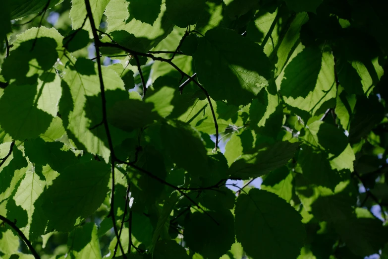 leaves on a tree with a sky background