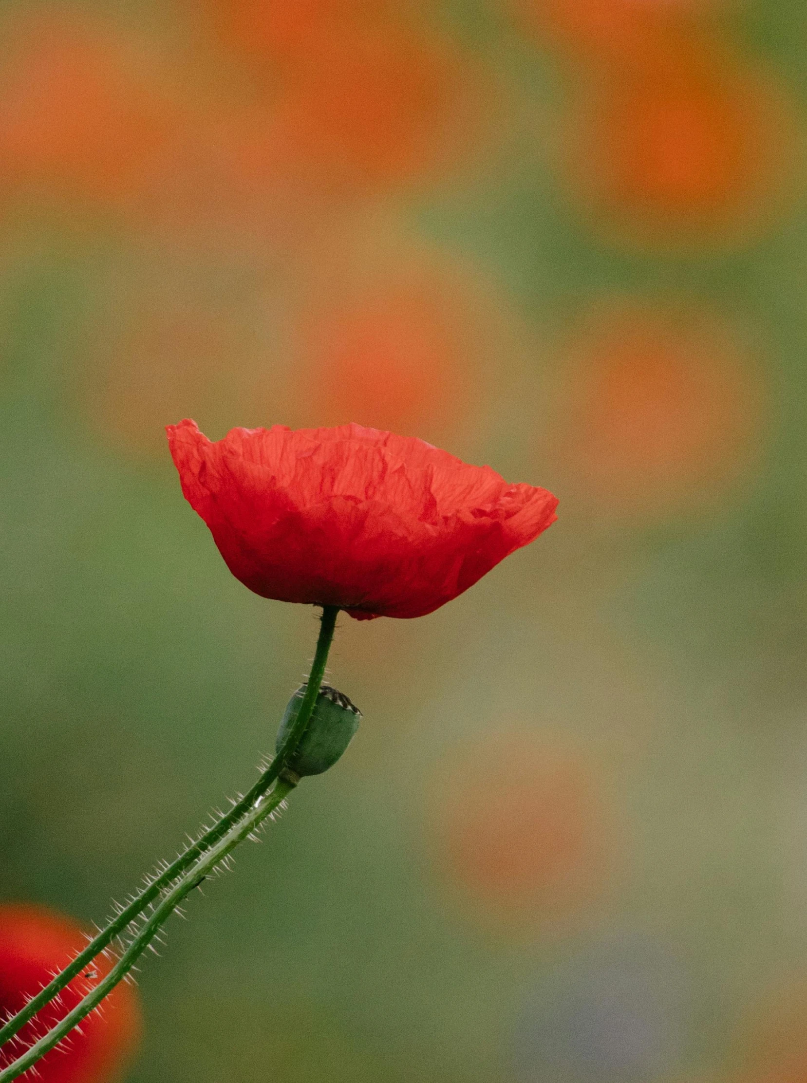 the red flower is beginning to open