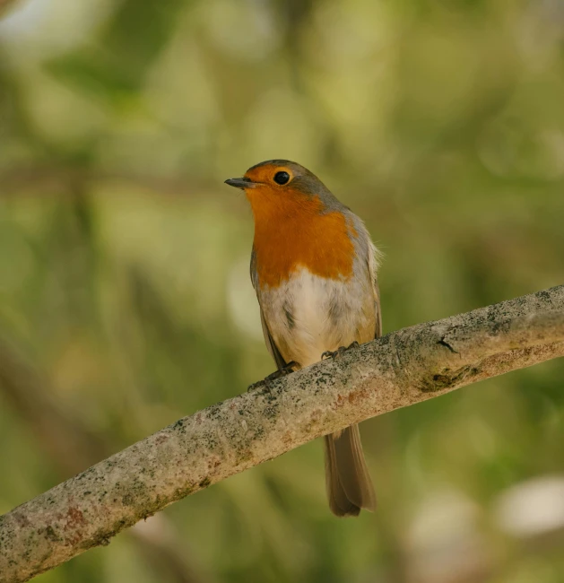 a small bird is sitting on the nch