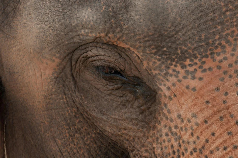 the eye of an elephant's face is seen in closeup