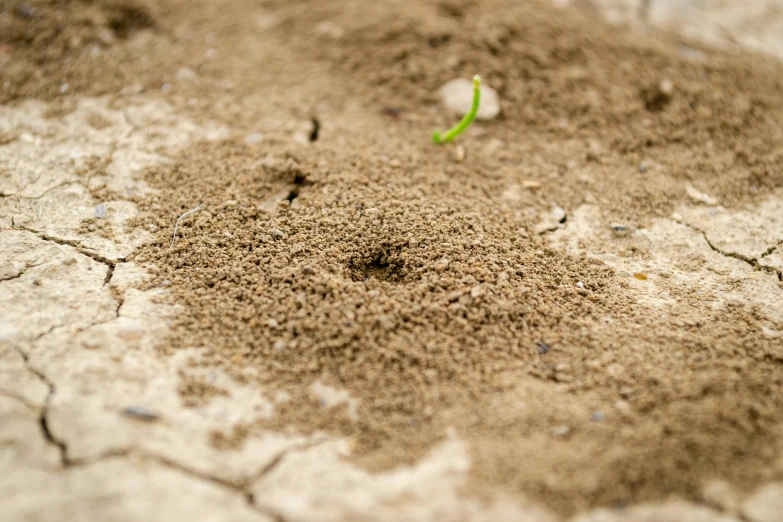 small leaves sprout from a hole in the dirt