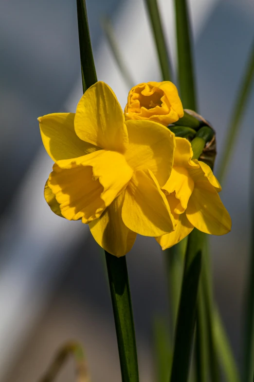 a close up of a yellow flower blooming