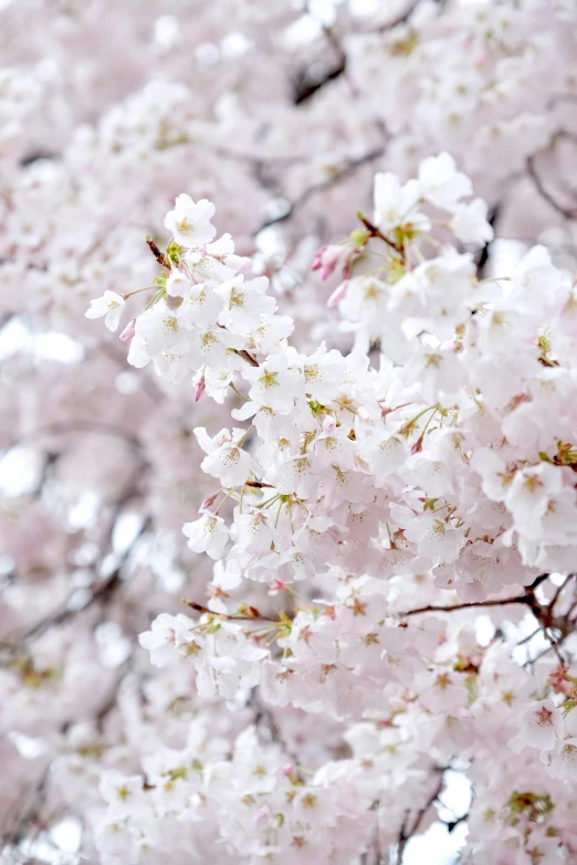 a large tree with many pink flowers on it