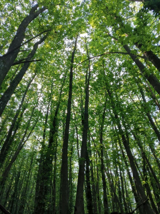 a tall forest that has trees growing in it