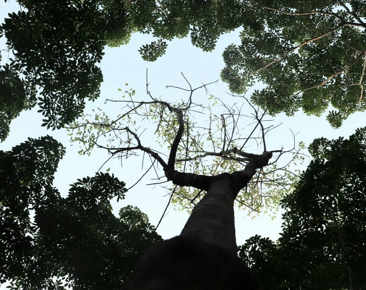 the top of a very tall tree is covered with lots of green leaves