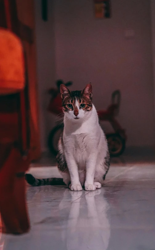 a gray and white cat on the ground looking at the camera