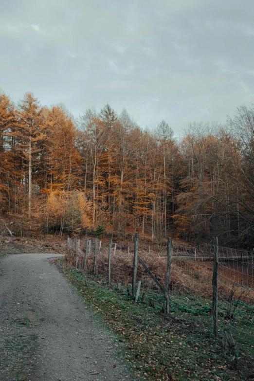 a path next to several trees with autumn foliage