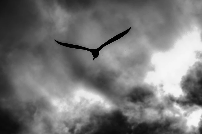 a large bird flying through the air against a cloudy background