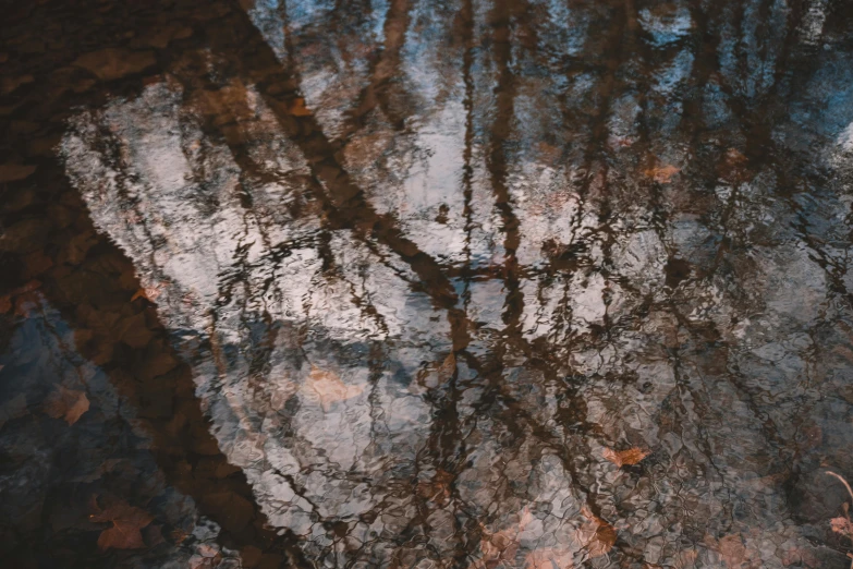 reflection of trees in a dle of water