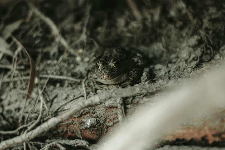 a small frog in the dirt next to trees