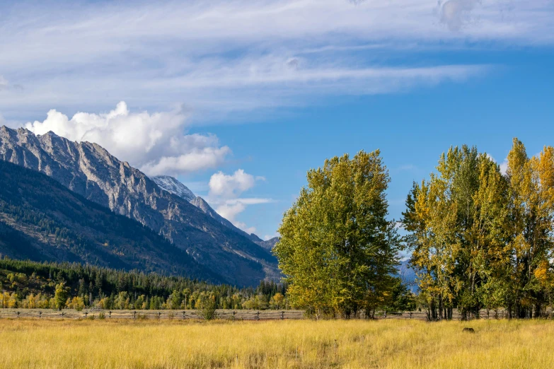 a pasture with many trees near mountains