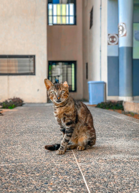 cat sitting on pavement outside building on daytime