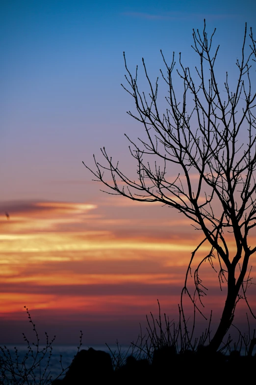 a bare tree is against a hazy sky