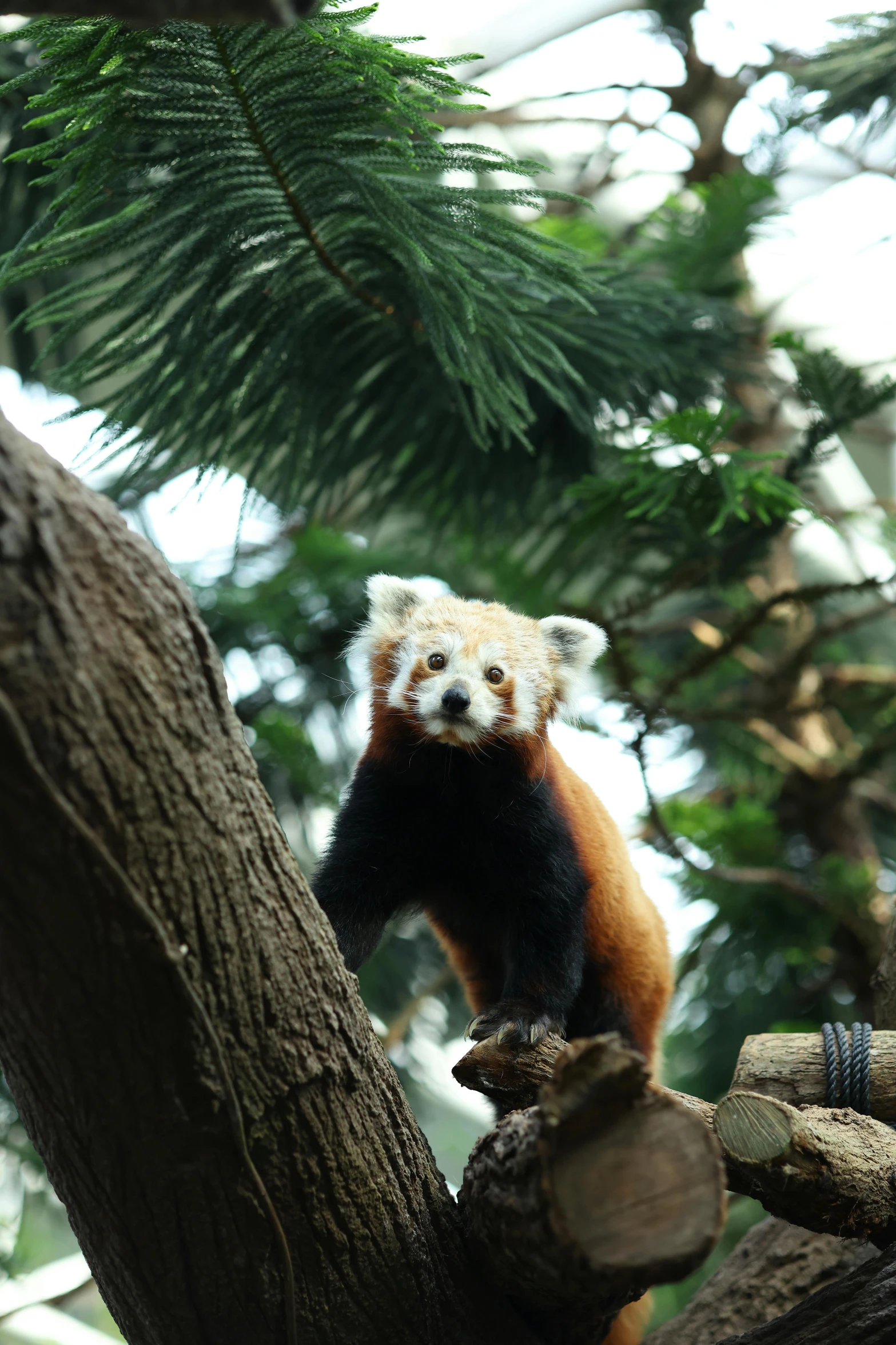 a red panda bear hanging in a tree