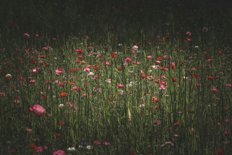 the field is full of many flowers on it