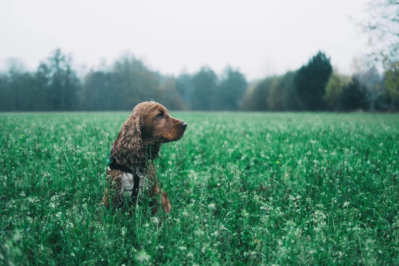 a dog sitting in the middle of a grassy field