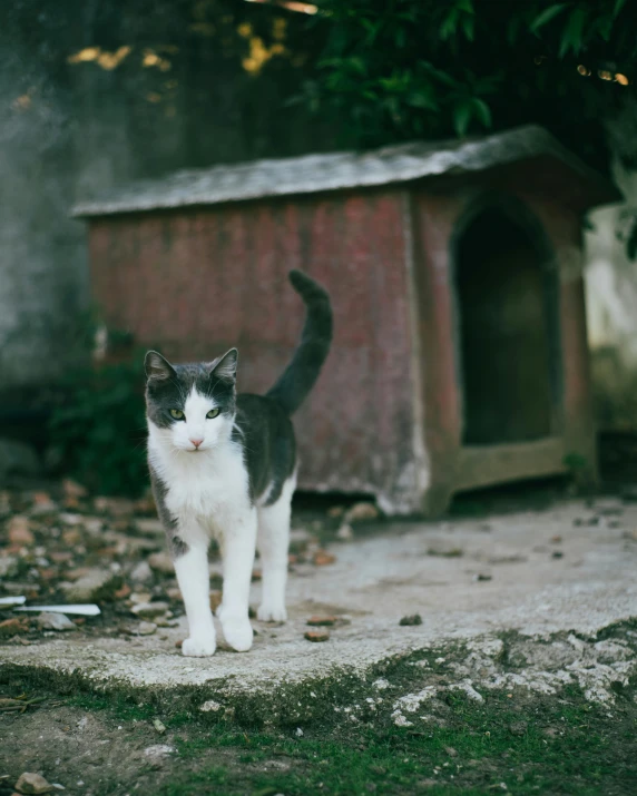 a black and white cat standing next to a dog house