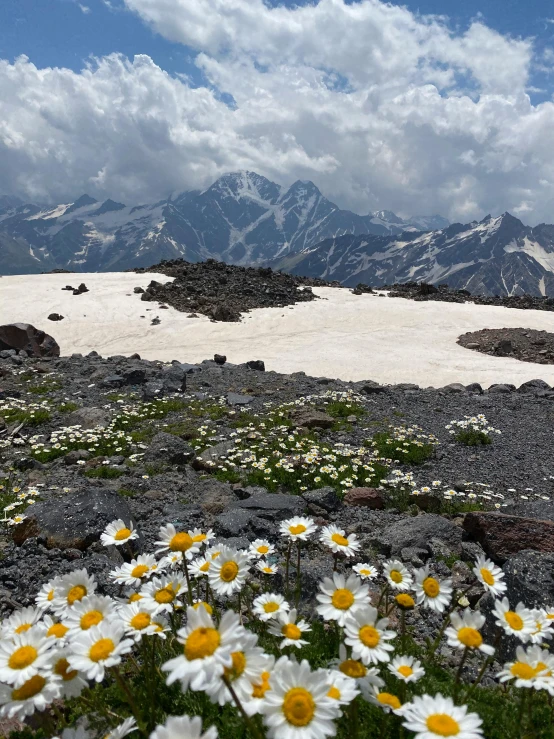 some white and yellow flowers some rocks and snow