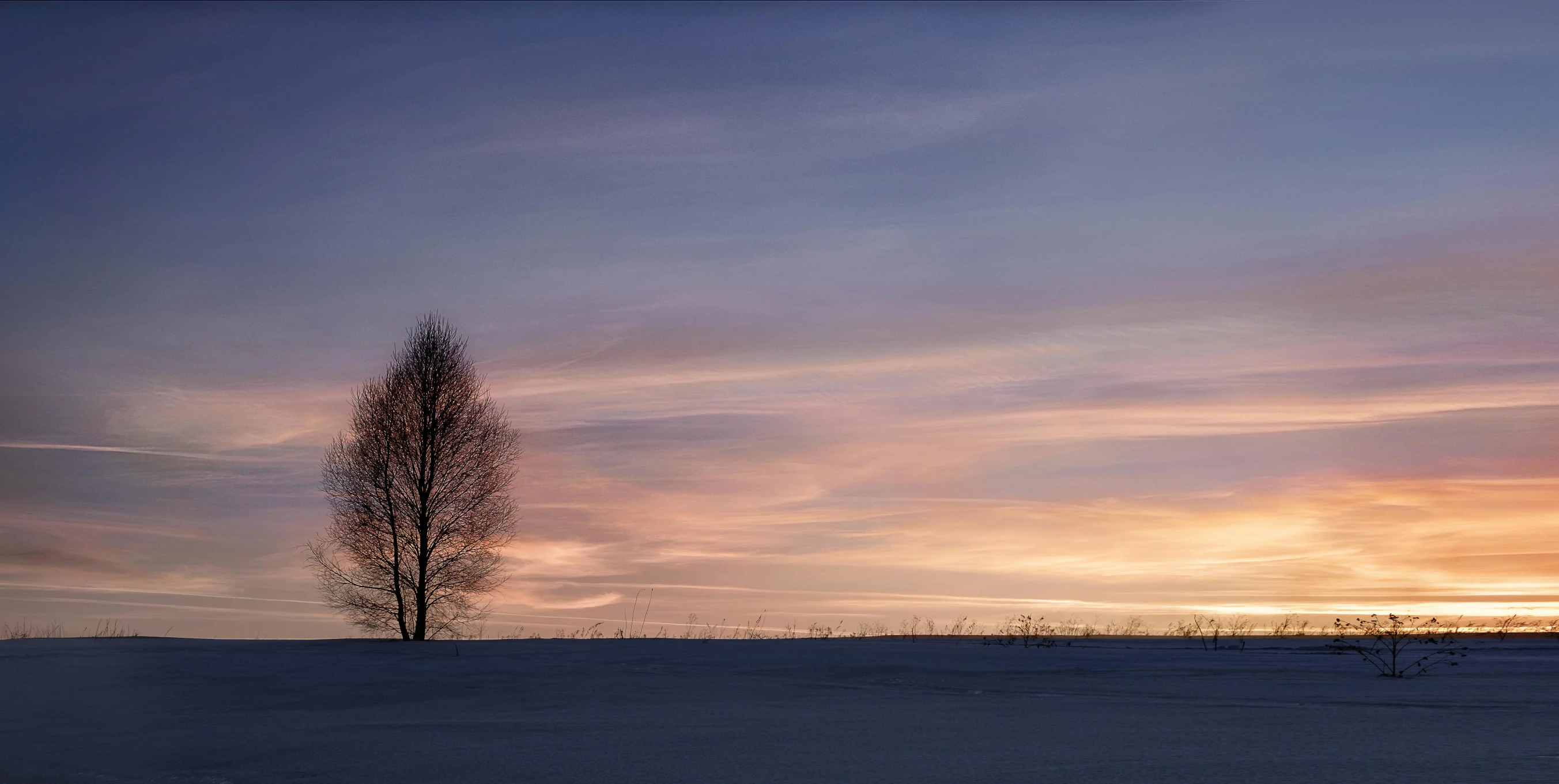 a lone tree in the foreground at sunset