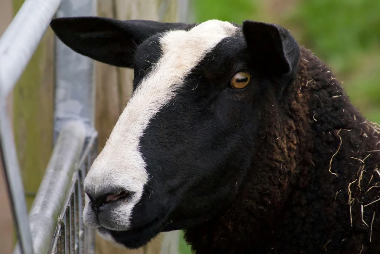 a sheep that is looking over a gate