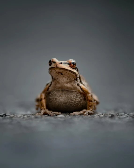an up close picture of a frog on a table