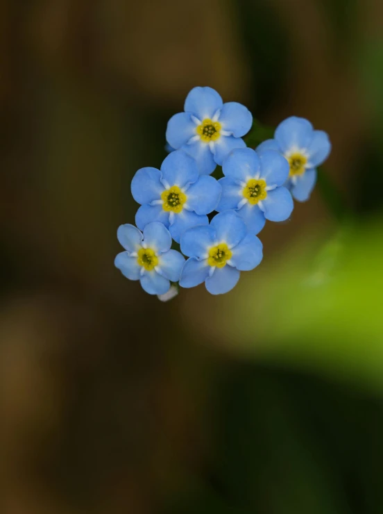 several blue forget flowers sitting on top of green leaves