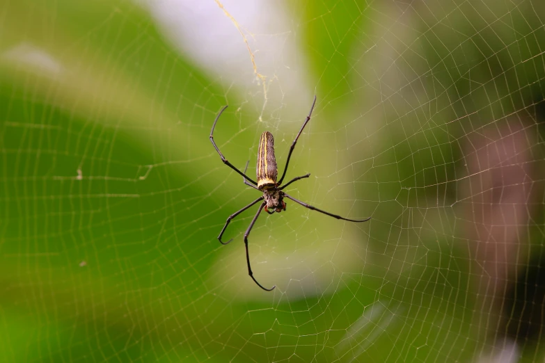 an spider with it's reflection on the surface