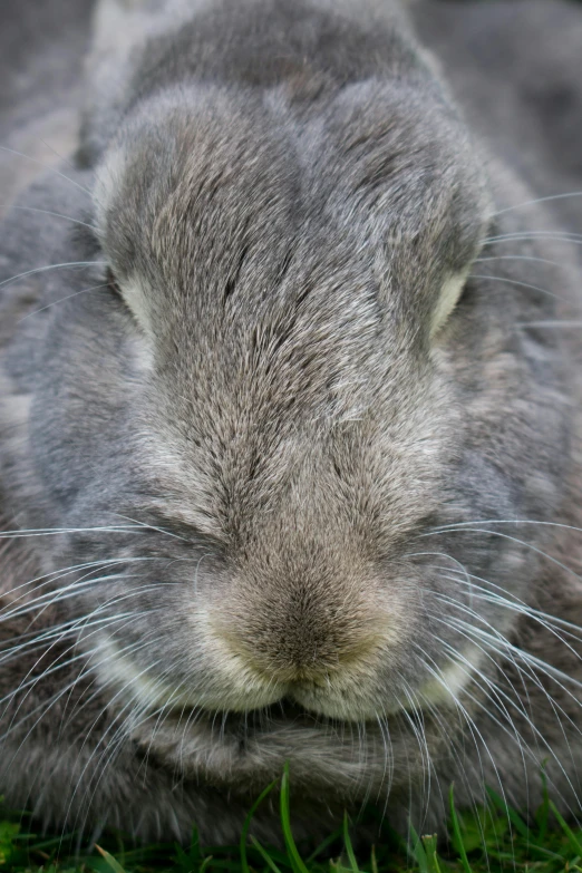 closeup of a face and fur on a big animal