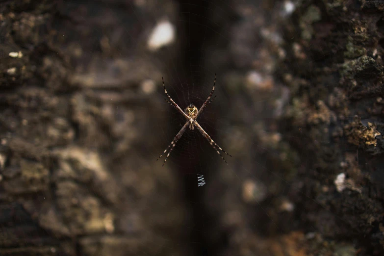 a large spider is seen in its web on the edge of a tree