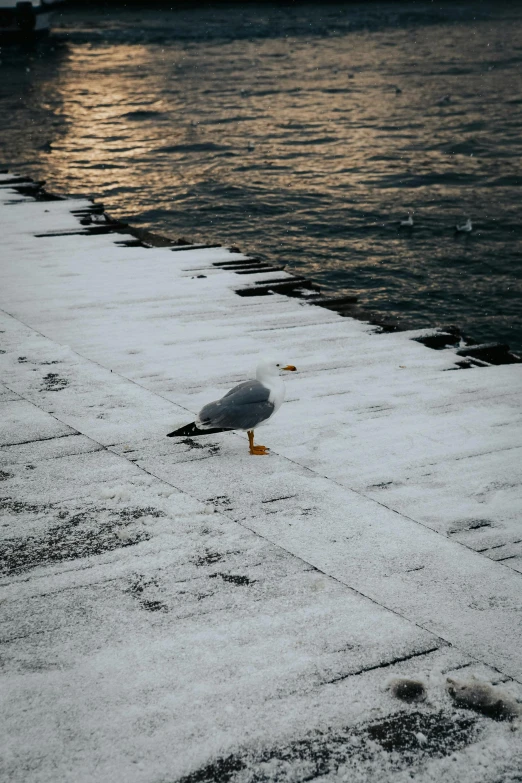 a bird on some snow next to water
