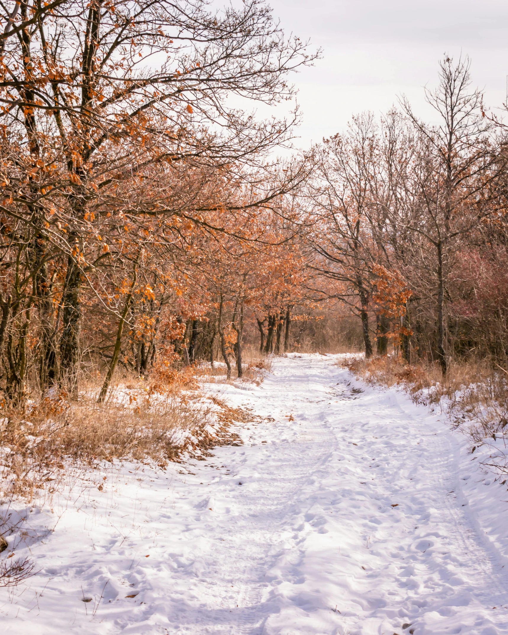 an empty snow covered path surrounded by trees