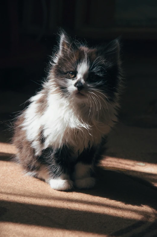 a small kitten sitting on top of a floor