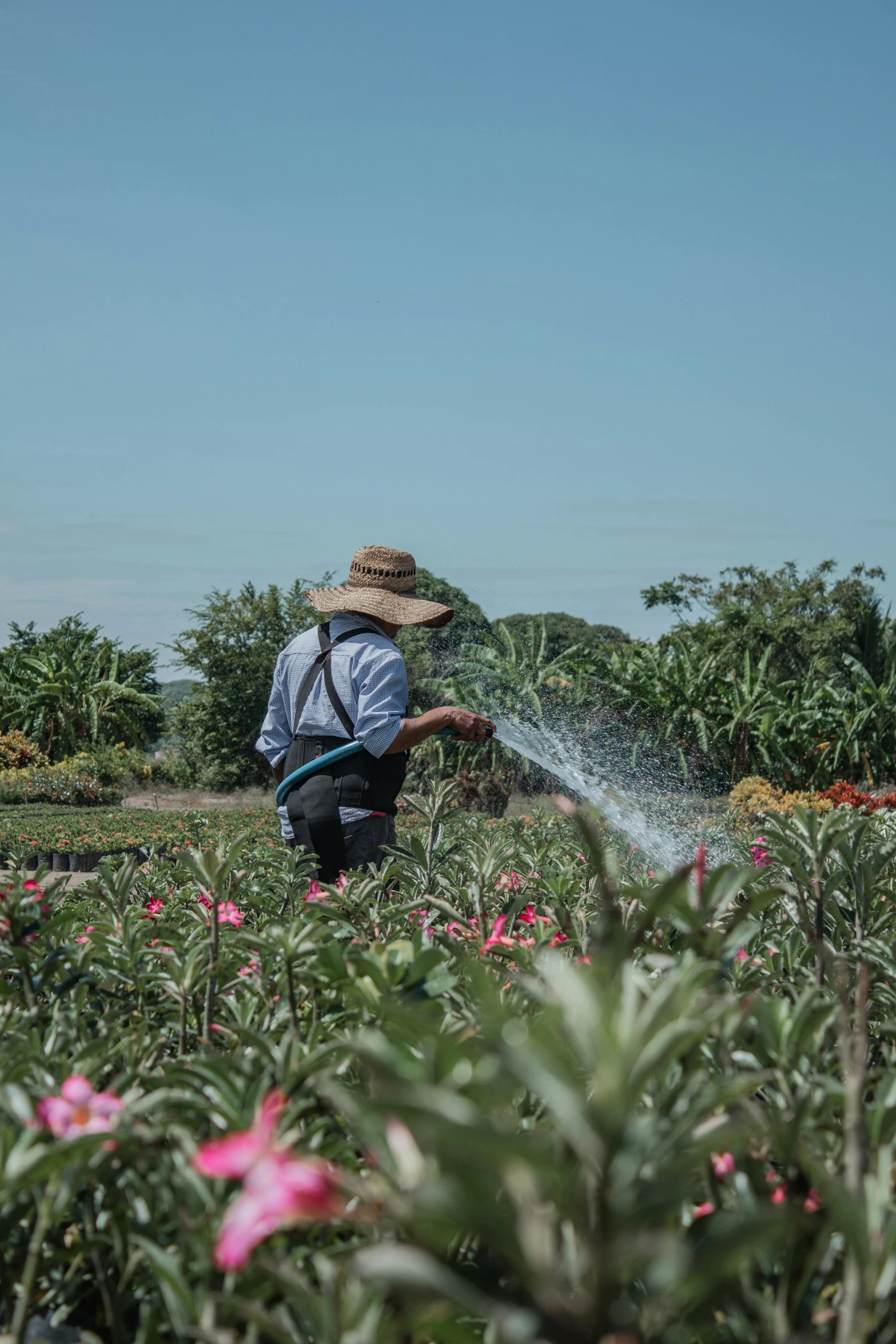 an asian farmer sprinkles his field with a small hose