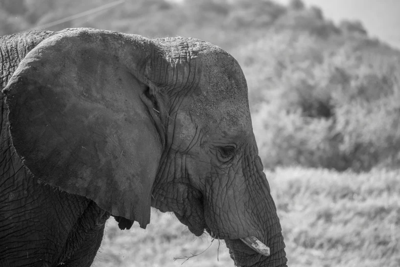 an elephant standing in a grassy area next to some trees