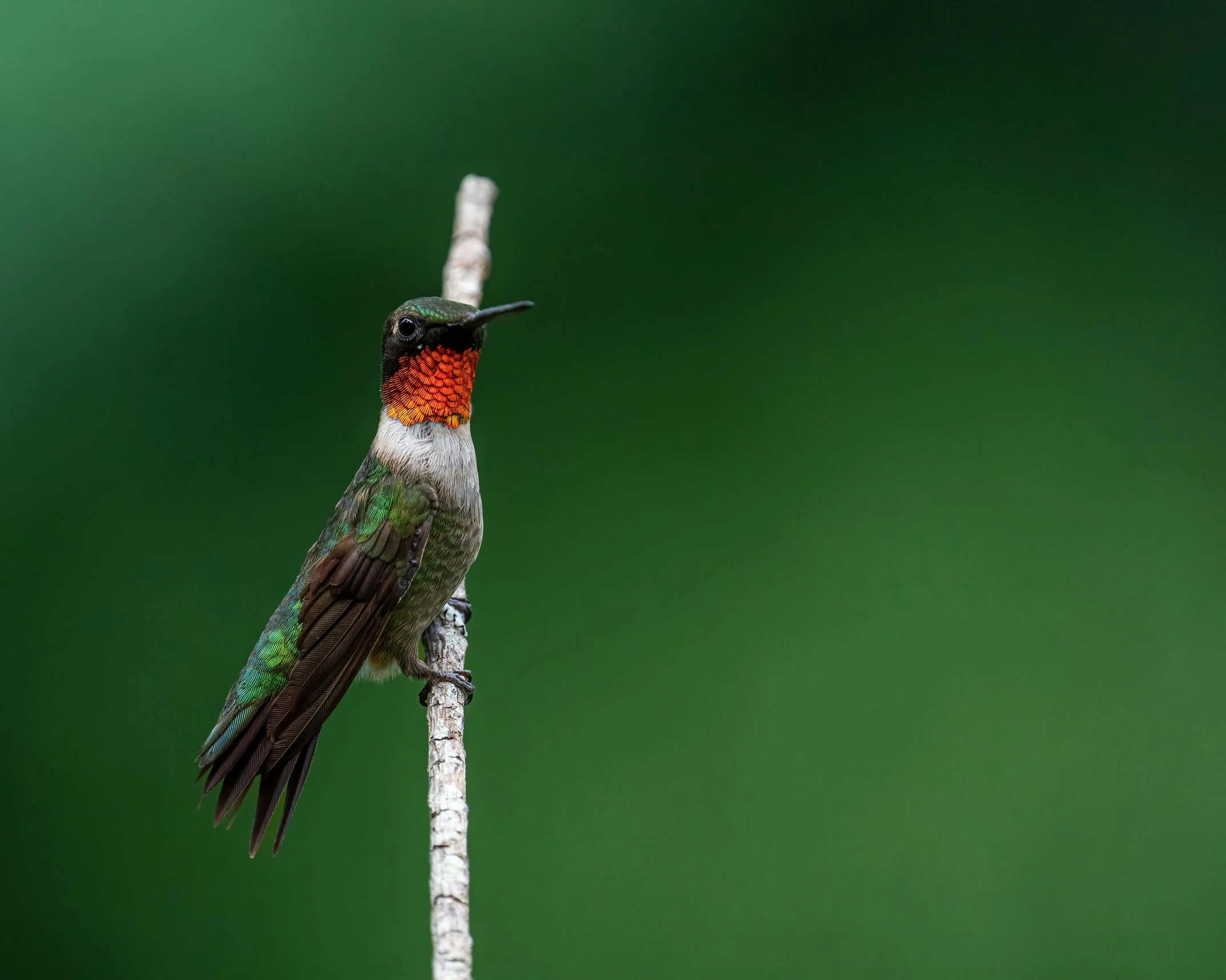 the bird is sitting on the nch of a plant