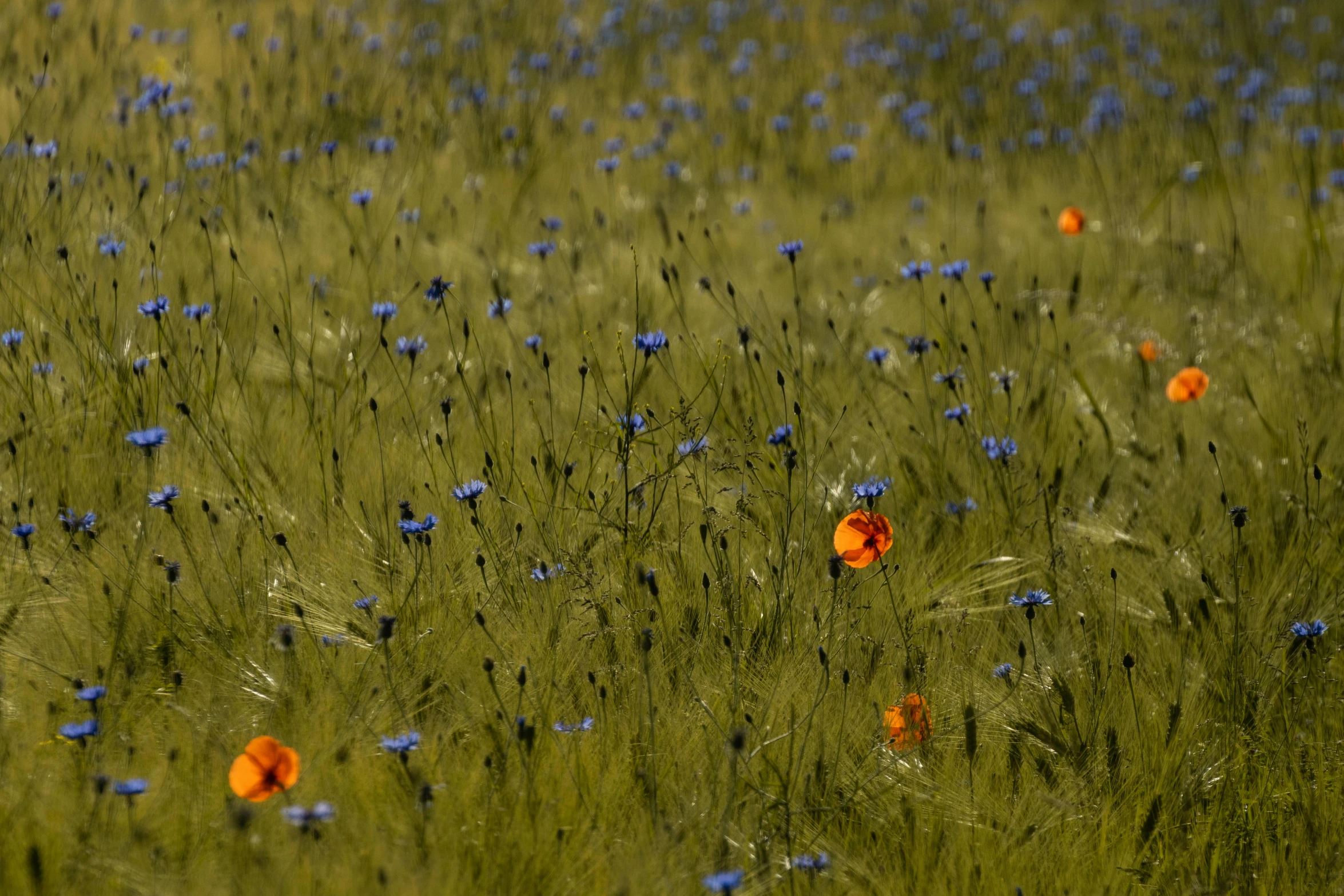 an open field full of various colorful flowers