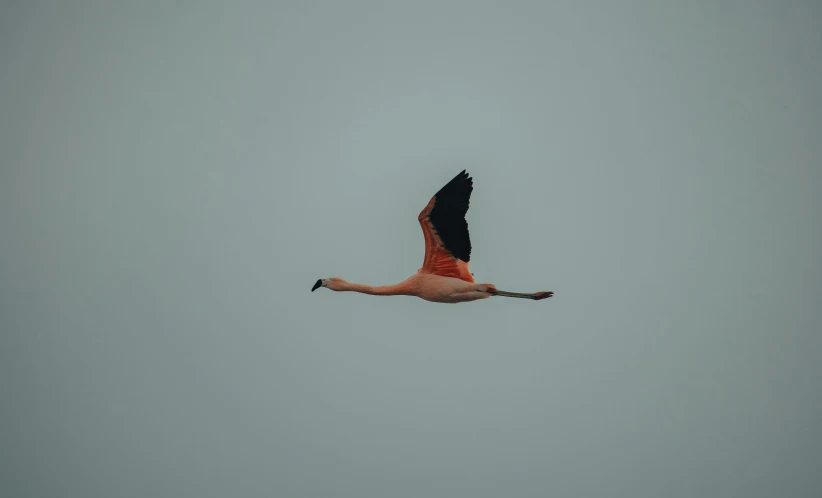 a flamingo is flying through a light gray sky
