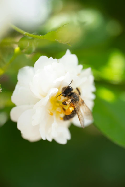 a bee sitting inside of a white flower