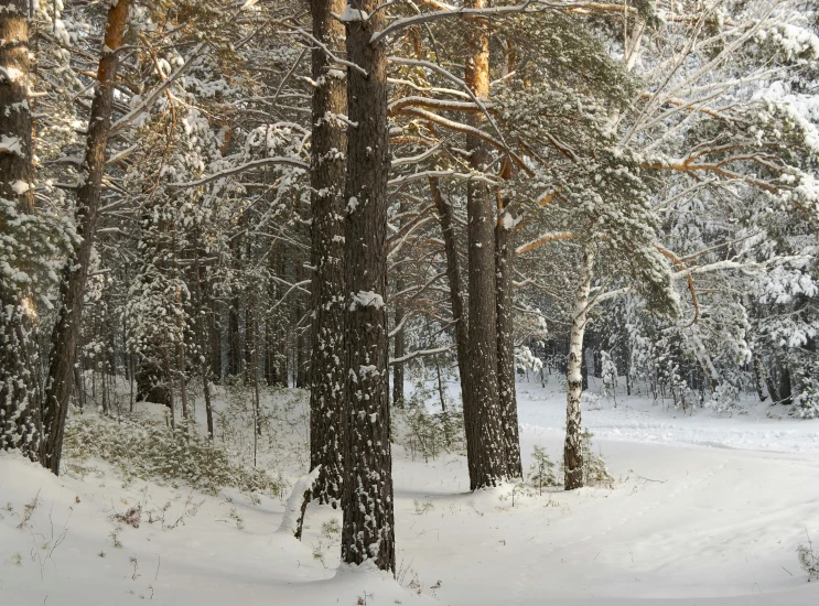 a forest full of trees covered with snow