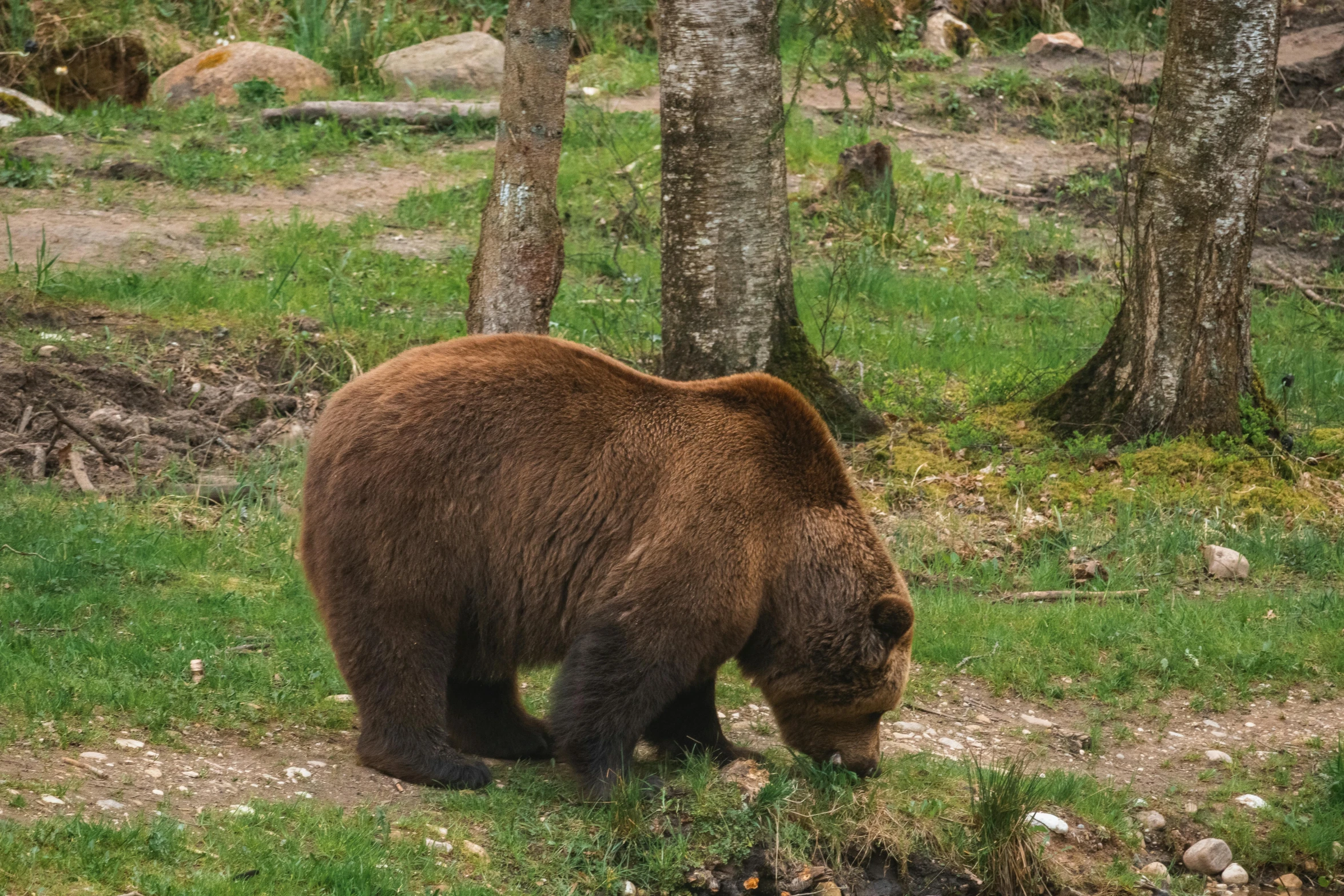 a brown bear standing in a green forest near small dles