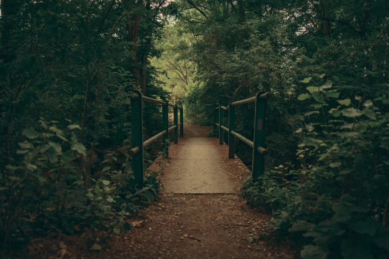 a long trail that leads through a forest