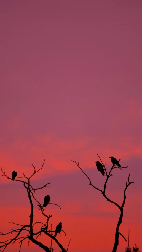 tree nches with multiple birds perched in the nches