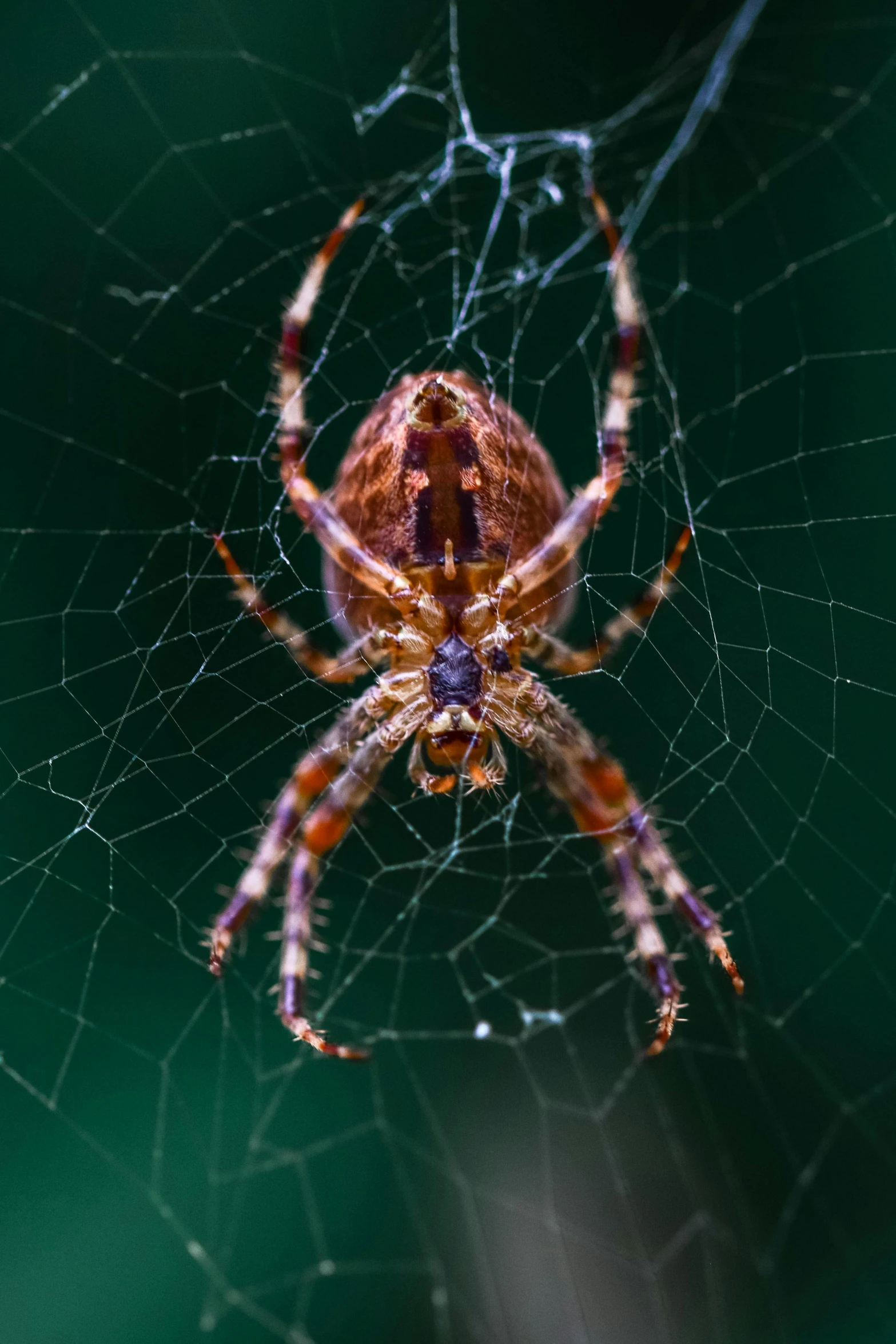 a close up po of a large spider