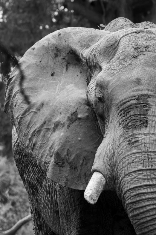 a close up po of the face of an elephant