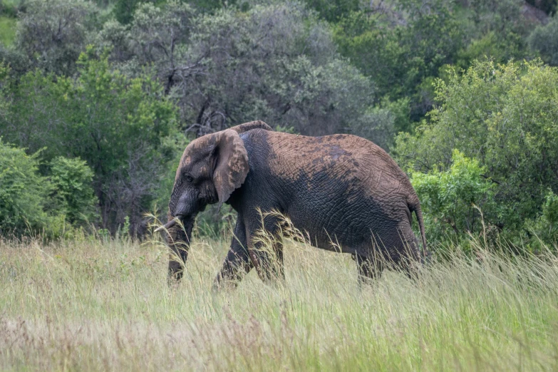 an elephant walking across a grass covered field