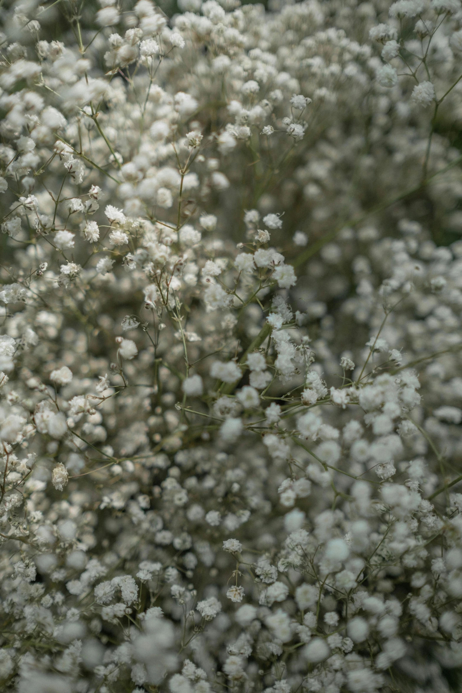 small white flowers that have white blooms
