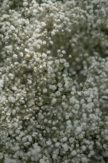 small white flowers that have white blooms