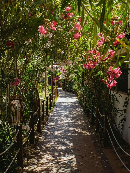 a road lined with trees and flowers in the sun